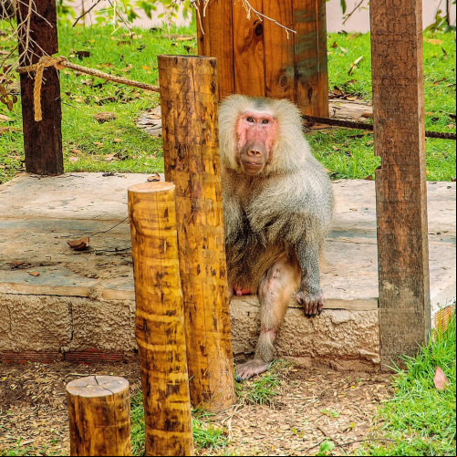 Morre o babuíno ‘Babu’, que vivia há 14 anos anos no Bioparque Zoobotânico em Teresina