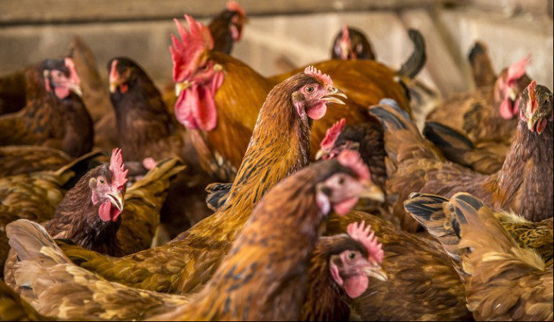 Brasil notifica erradicação do foco de gripe aviária à Organização Mundial de Saúde Animal