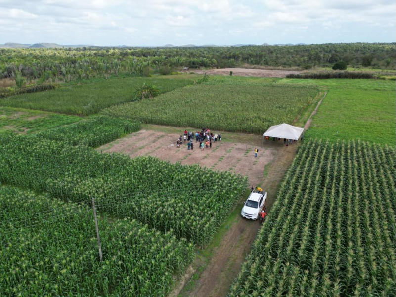 Produção de milho triplica com e da Prefeitura de União a agricultores