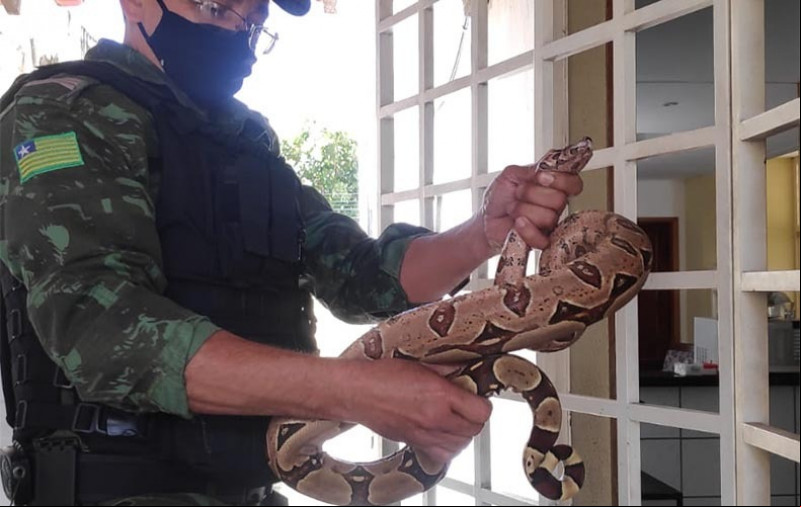 Mais de 700 animais silvestres foram resgatados em Teresina nos quatro primeiros meses de 2023
