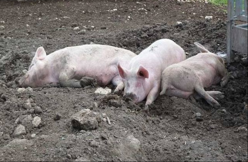 Foco de peste suína é registrado no interior do Piauí; 12 animais foram sacrificados