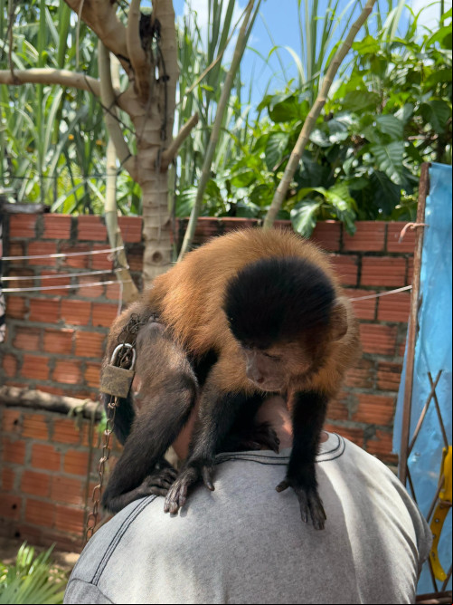 Macaco que era mantido acorrentado é resgatado na cidadede Esperantina