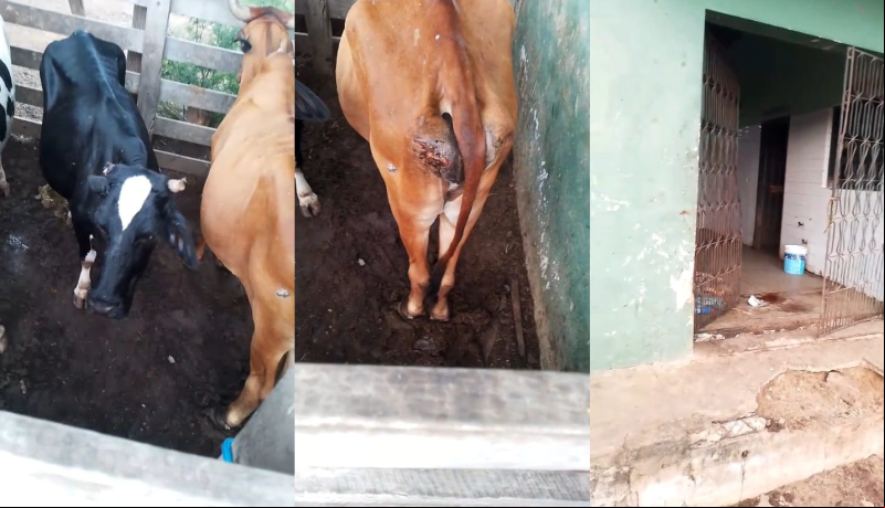 VÍDEO: matadouro de Pio IX coloca animais feridos para o abate, denunciam vereadores