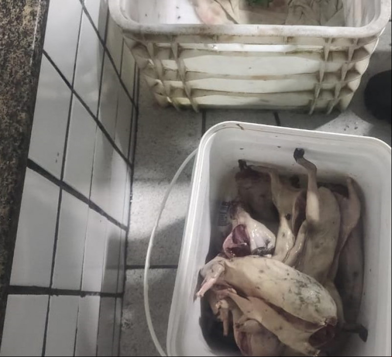Homem é preso por caça ilegal em Alto Longá; 15 animais abatidos foram apreendidos