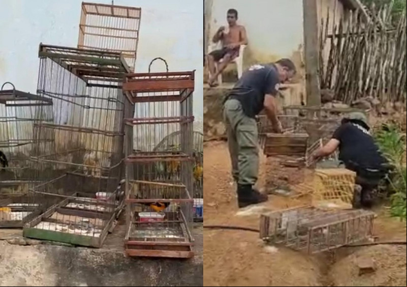 Operação conjunta do ICMBio e PRF resgata animais silvestres e combate a caça ilegal no Piauí e Ceará