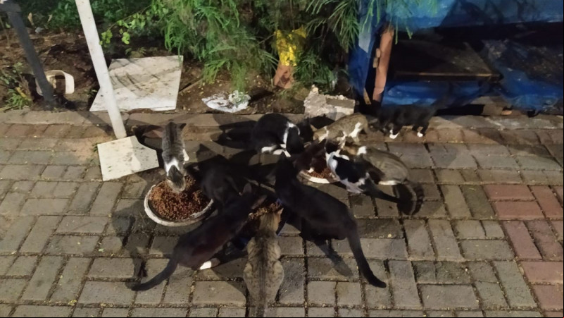 Projeto quer instalação de câmeras de segurança para evitar abandono de gatos em Teresina