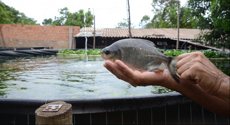 Criação de peixes em tanques suspensos gera renda na Usina Santana
