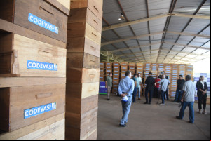 Produção de mel no Piauí deve alcançar R$ 6 milhões com ampliação de colmeias