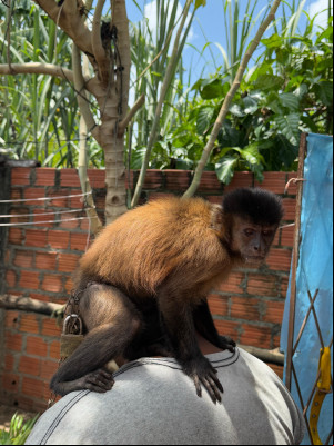 Macaco que era mantido acorrentado é resgatado na cidade em Esperantina